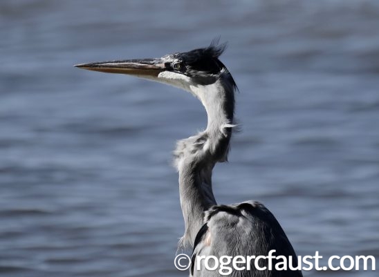Great Blue Heron Face to Face